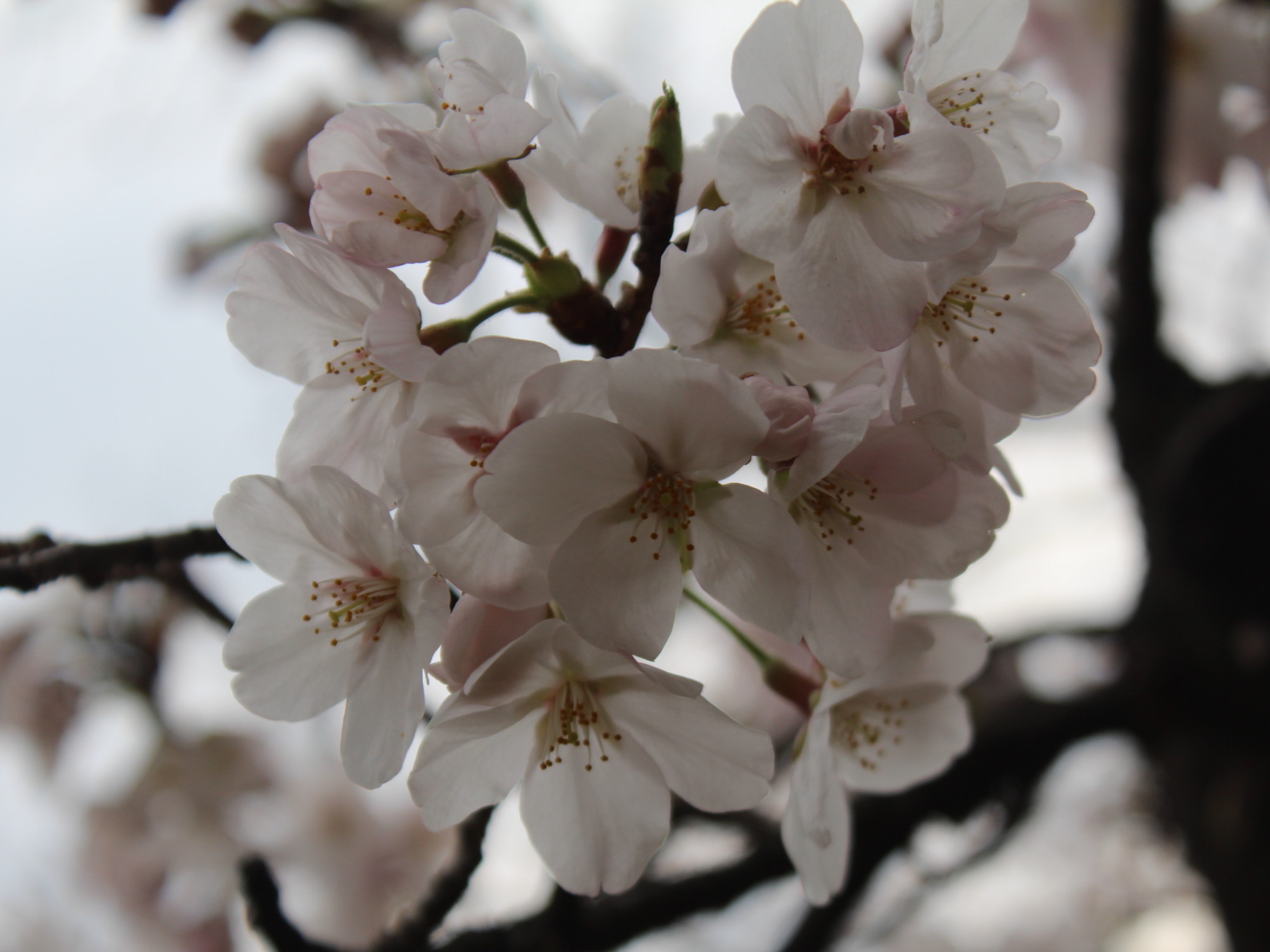 fruehlings erwachen japan fruehlings erwachen japan